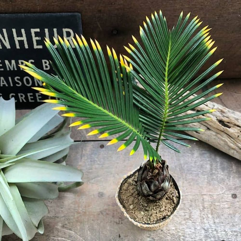 曲がりソテツ　蘇轍　大きめ 曲がりソテツ 蘇轍 大きめ 曲がりソテツ 蘇轍 大きめ